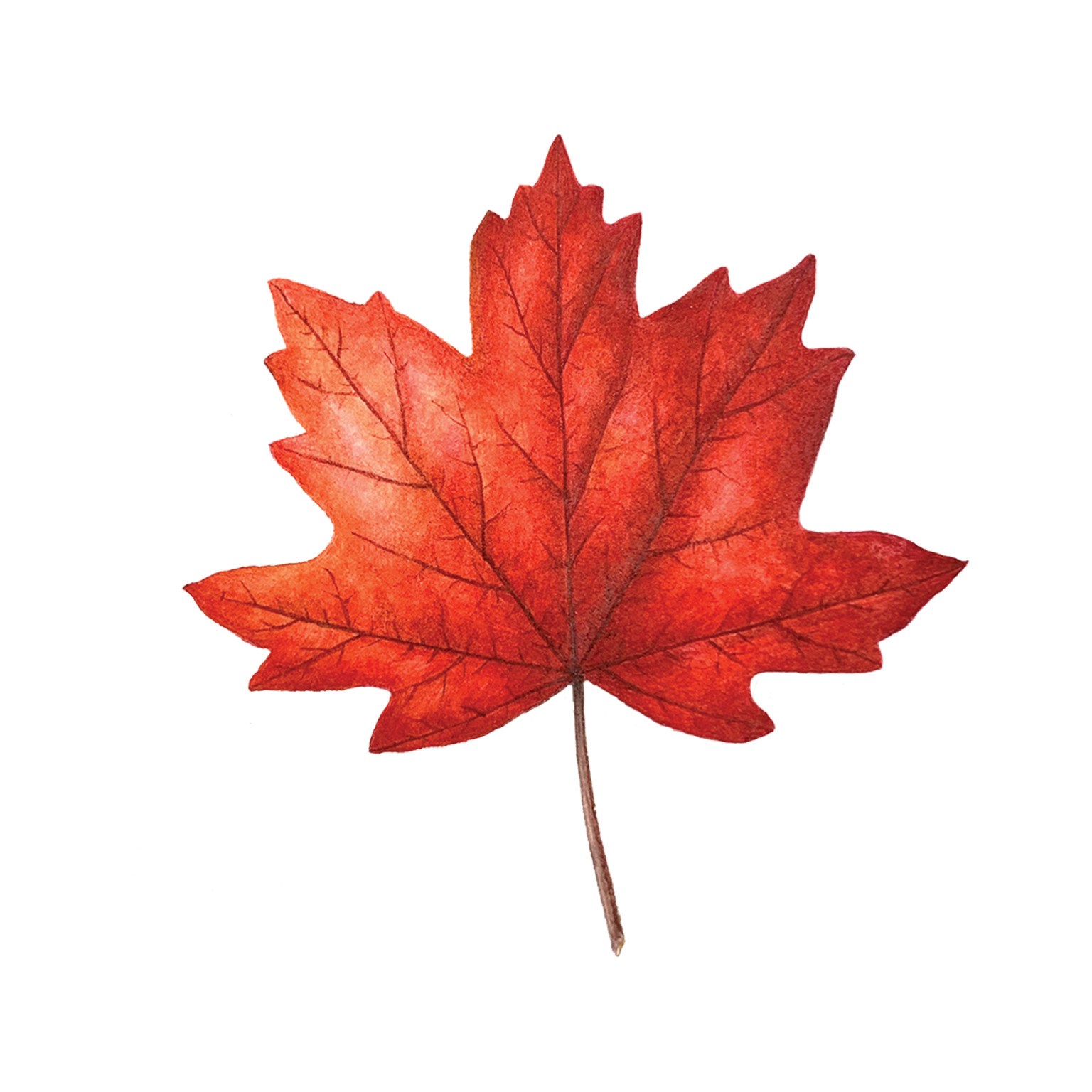 a red leaf on a white background
