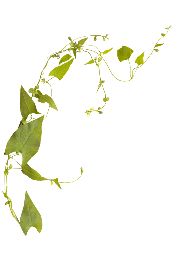 a plant with green leaves on it's stems
