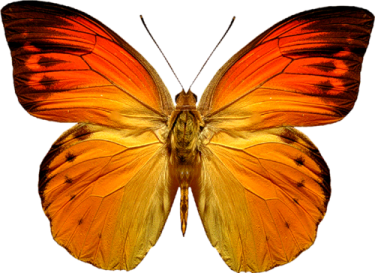 an orange butterfly on a white background