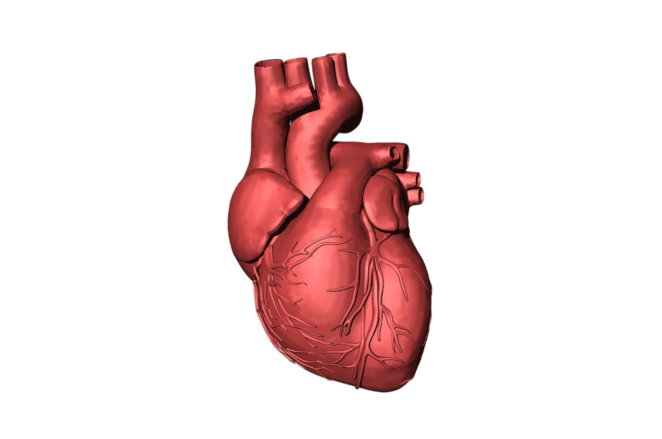 an image of the human heart