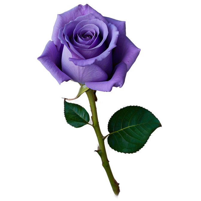 a single purple rose on a white background