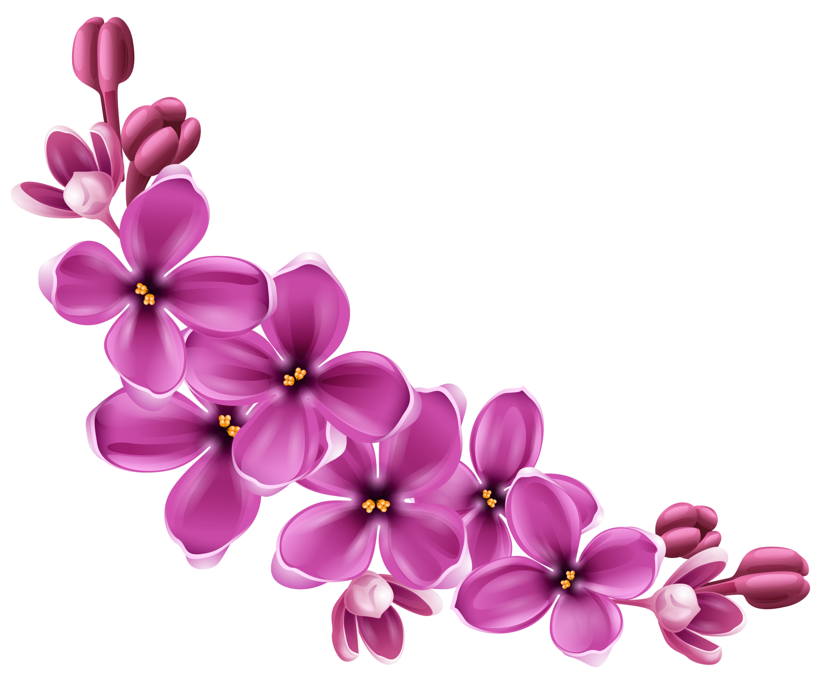 a purple flower on a white background