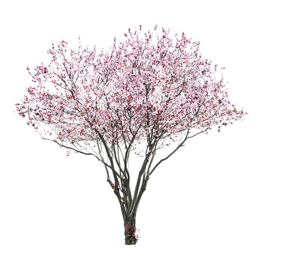 a tree with pink flowers on it