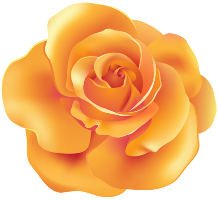 a yellow rose on a white background