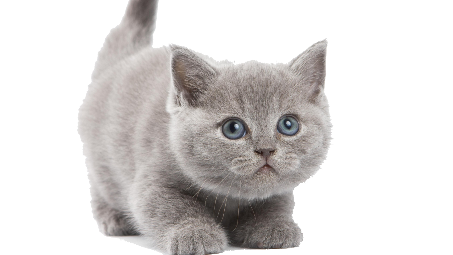a gray kitten with blue eyes looking up