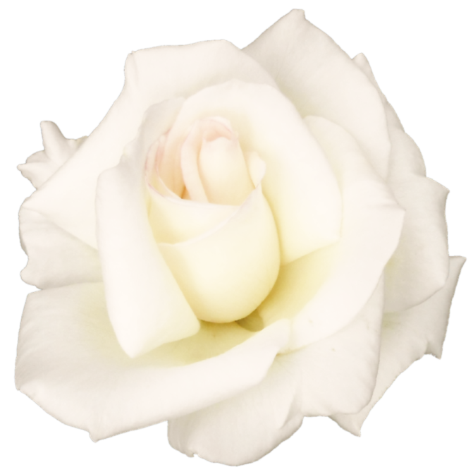 a single white rose on a white background