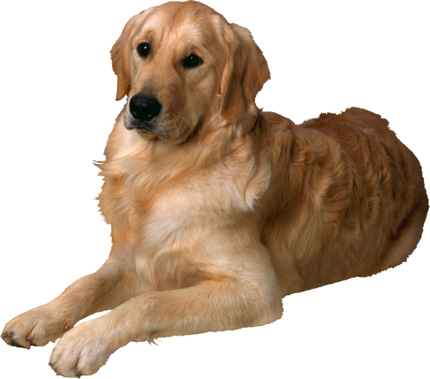 a brown dog laying down on the ground