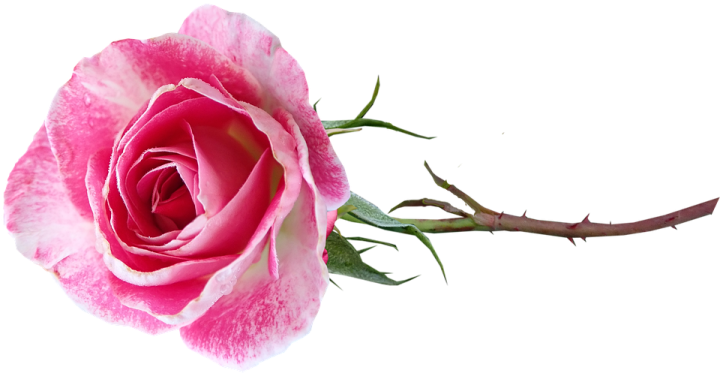 a pink rose on a white background