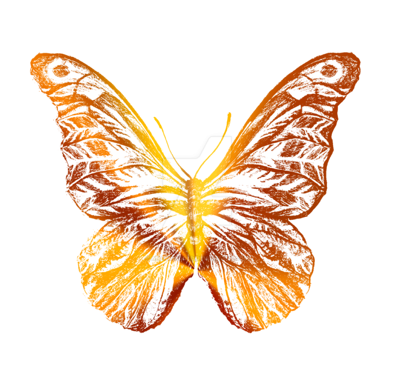 an orange butterfly on a white background