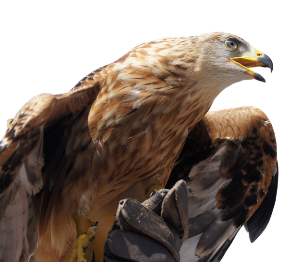 the bird is brown and black