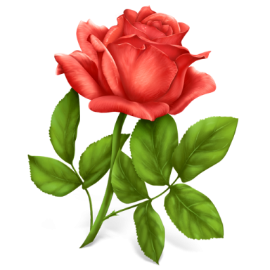 a red rose on a white background