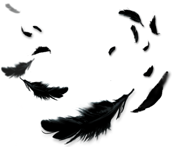 a bunch of black feathers flying in the air