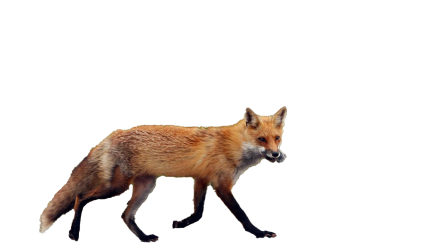a red fox walking across a white surface
