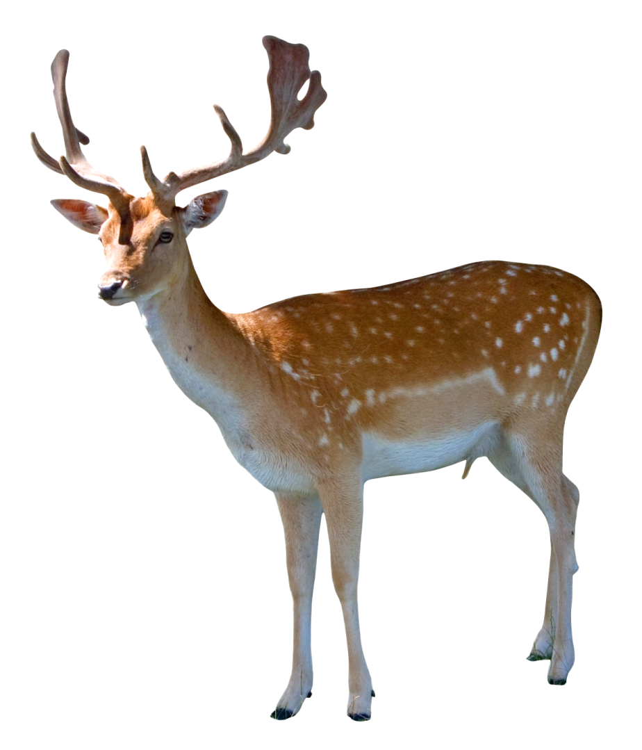 a deer standing in front of a white background