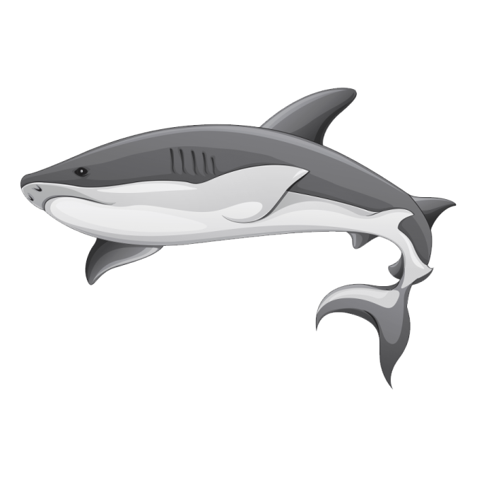 a dolphin swimming in the ocean