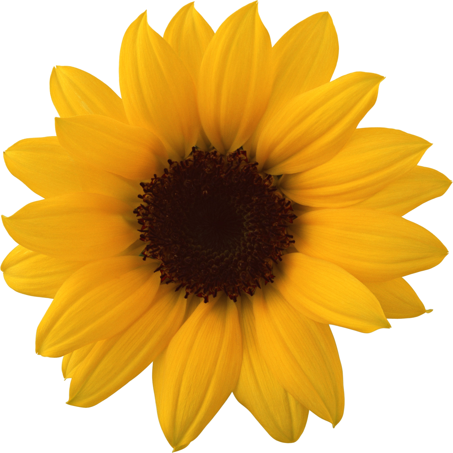 a yellow flower on a white background
