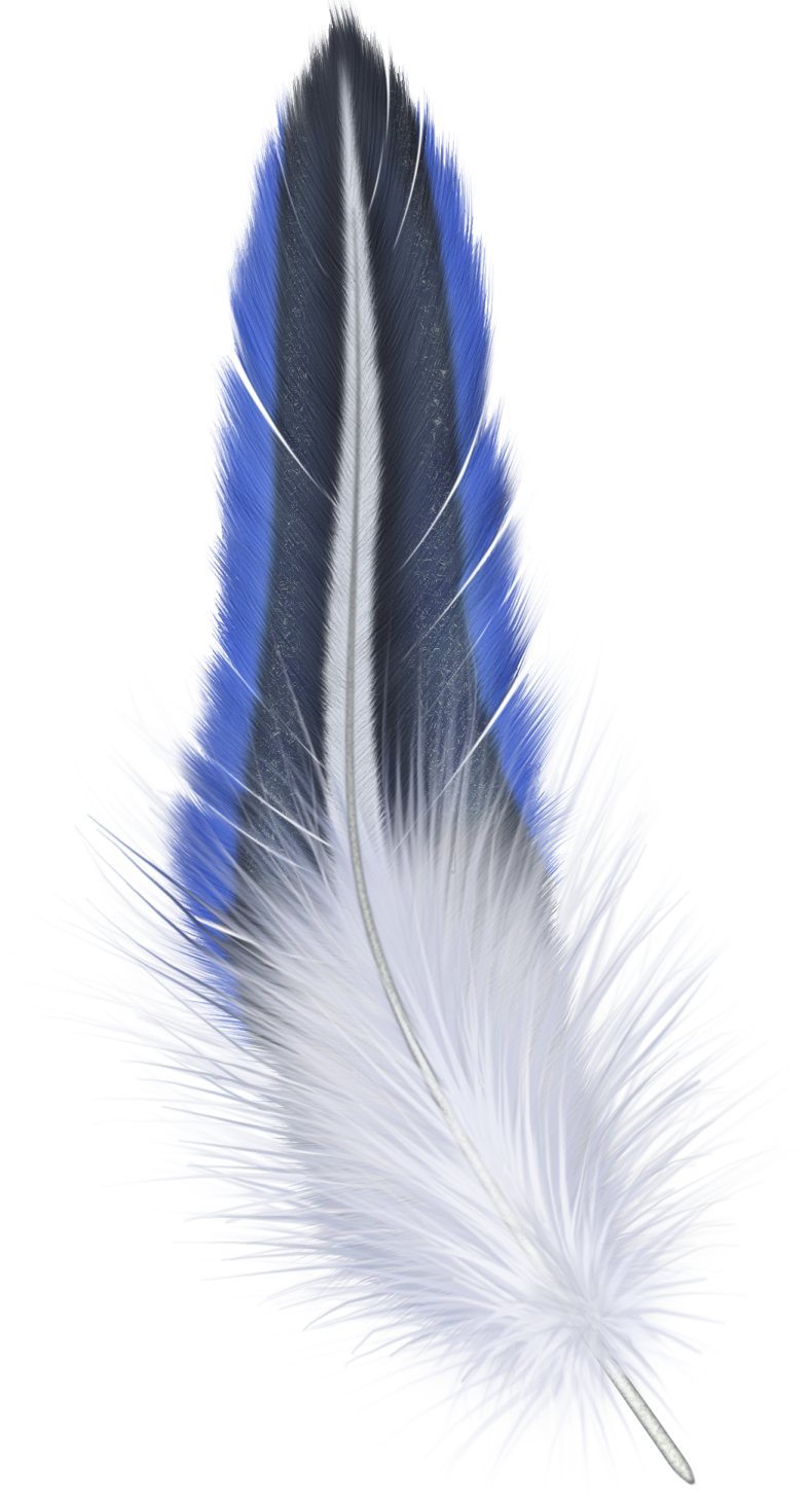 blue and white feathers on a white background