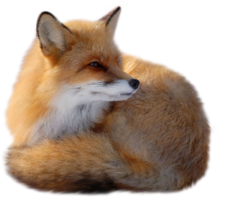 a red fox laying down on the ground