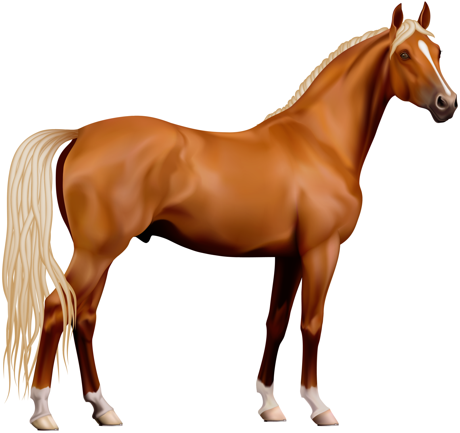 a brown horse standing on a white background