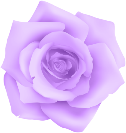 a purple rose on a white background