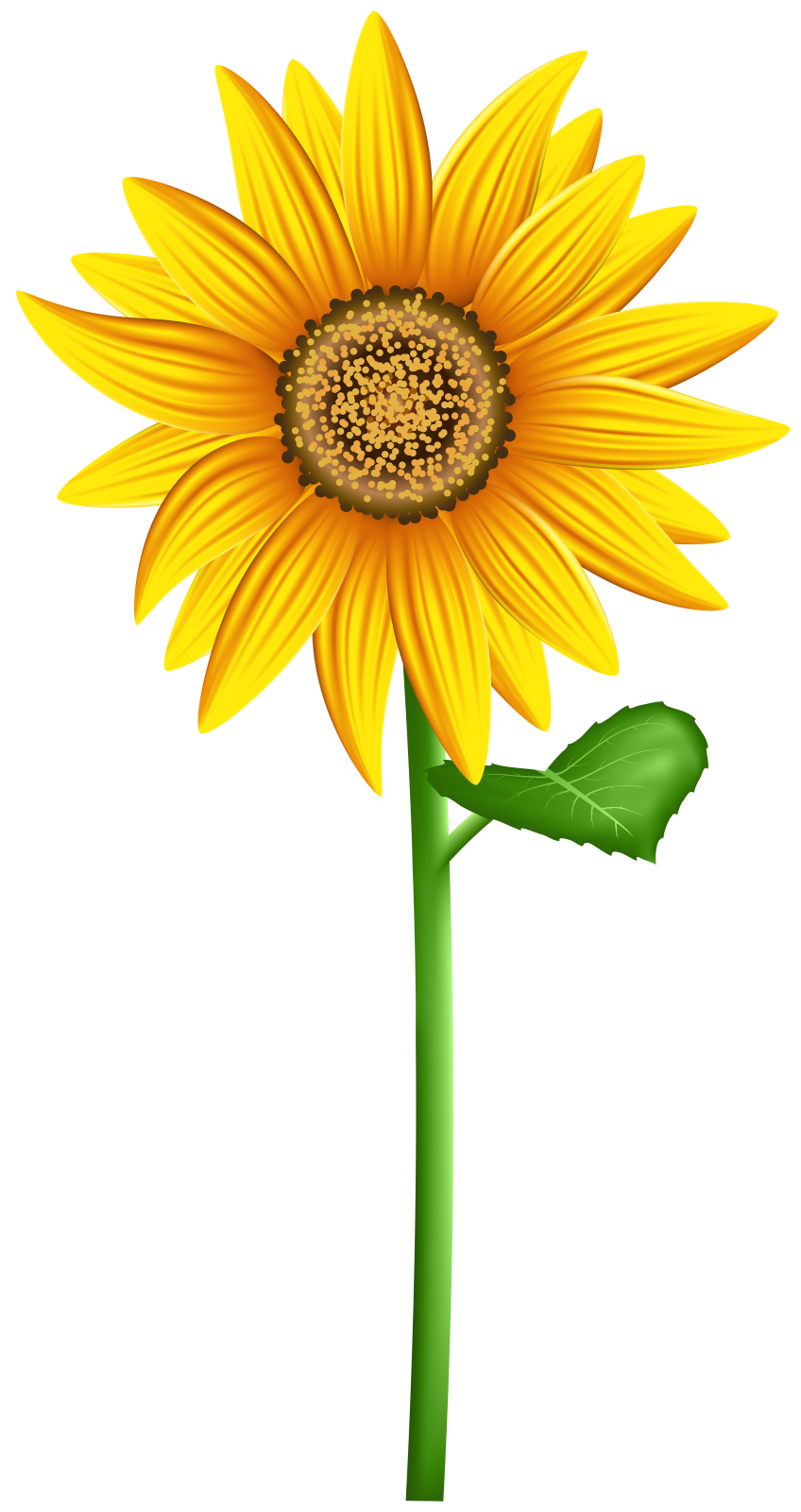 a sunflower on a white background