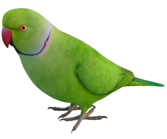 a green parrot perched on a white background
