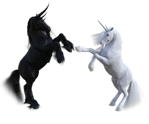 two black and white horses