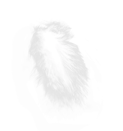 a drawing of a feather on a white background