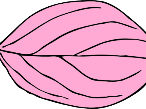 a pink leaf on a white background