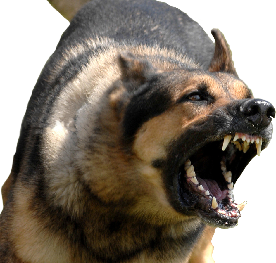 a dog with it's mouth open