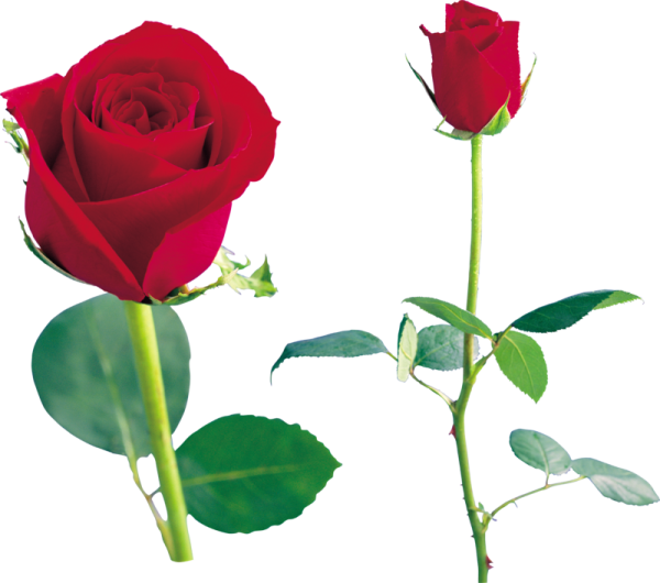 two red roses on a white background
