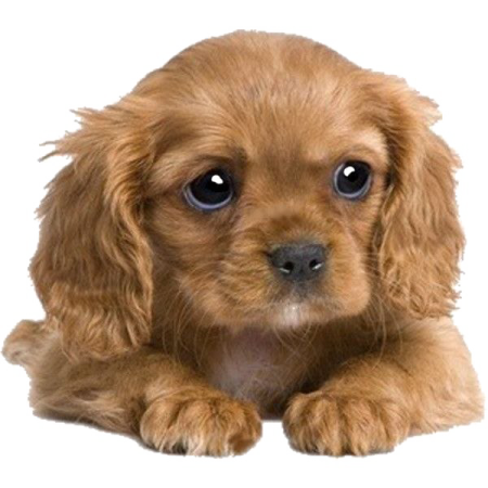 a small brown dog with big eyes laying down
