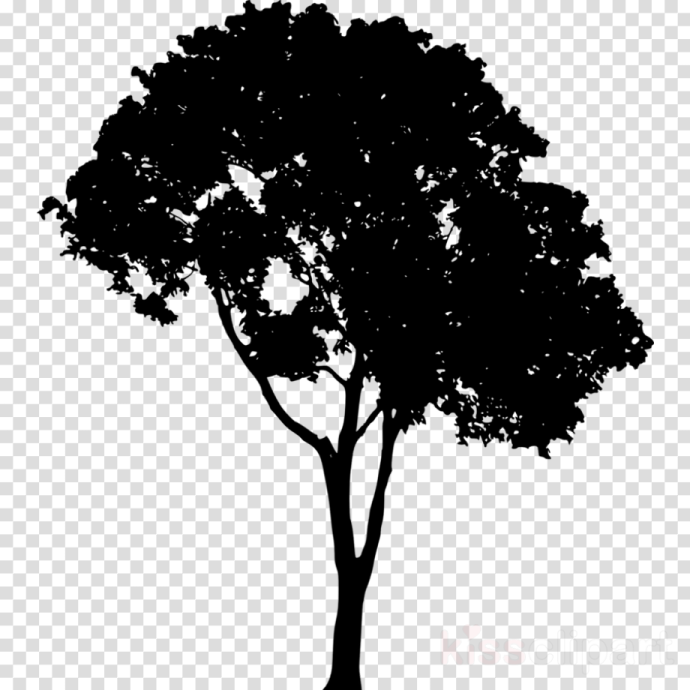 a silhouette of a tree on a transparent background