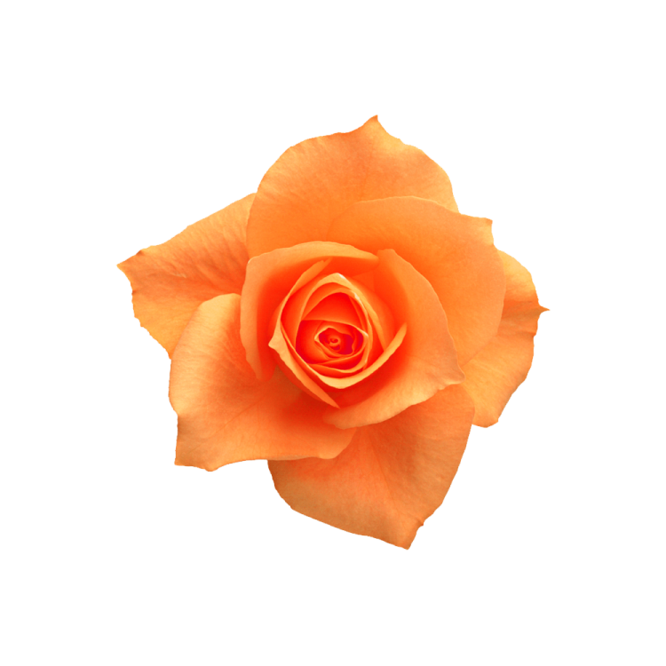 a single yellow rose on a white background