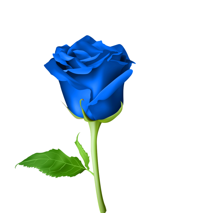 a blue rose on a white background
