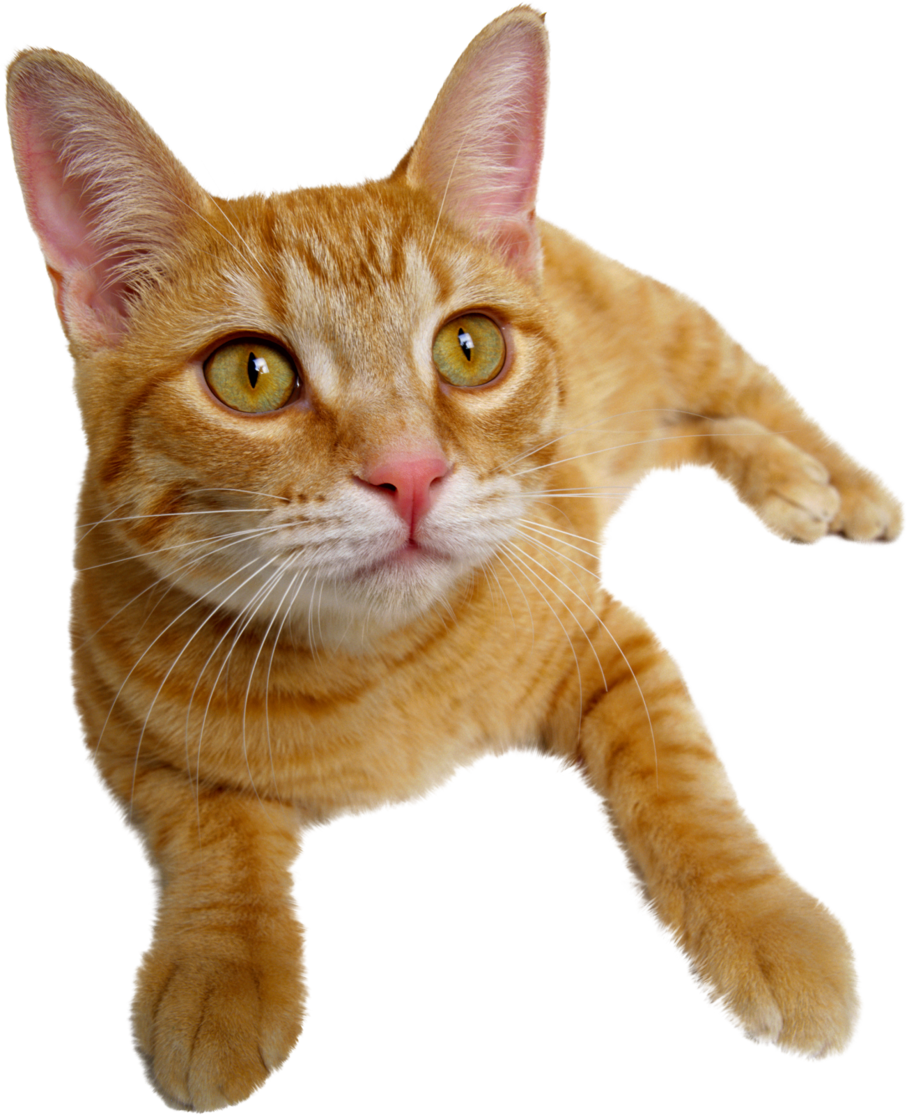 a close up of a cat on a white background