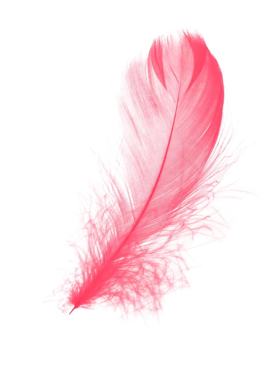 a pink feather on a white background