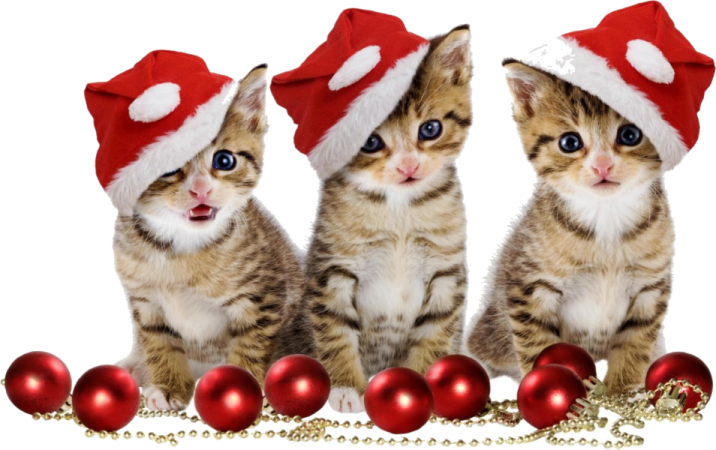 three kittens in santa hats sitting next to christmas balls