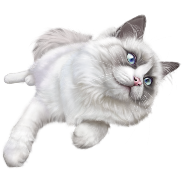 a white cat with blue eyes is running