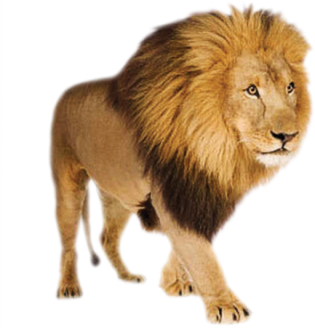 a lion is walking on a white background