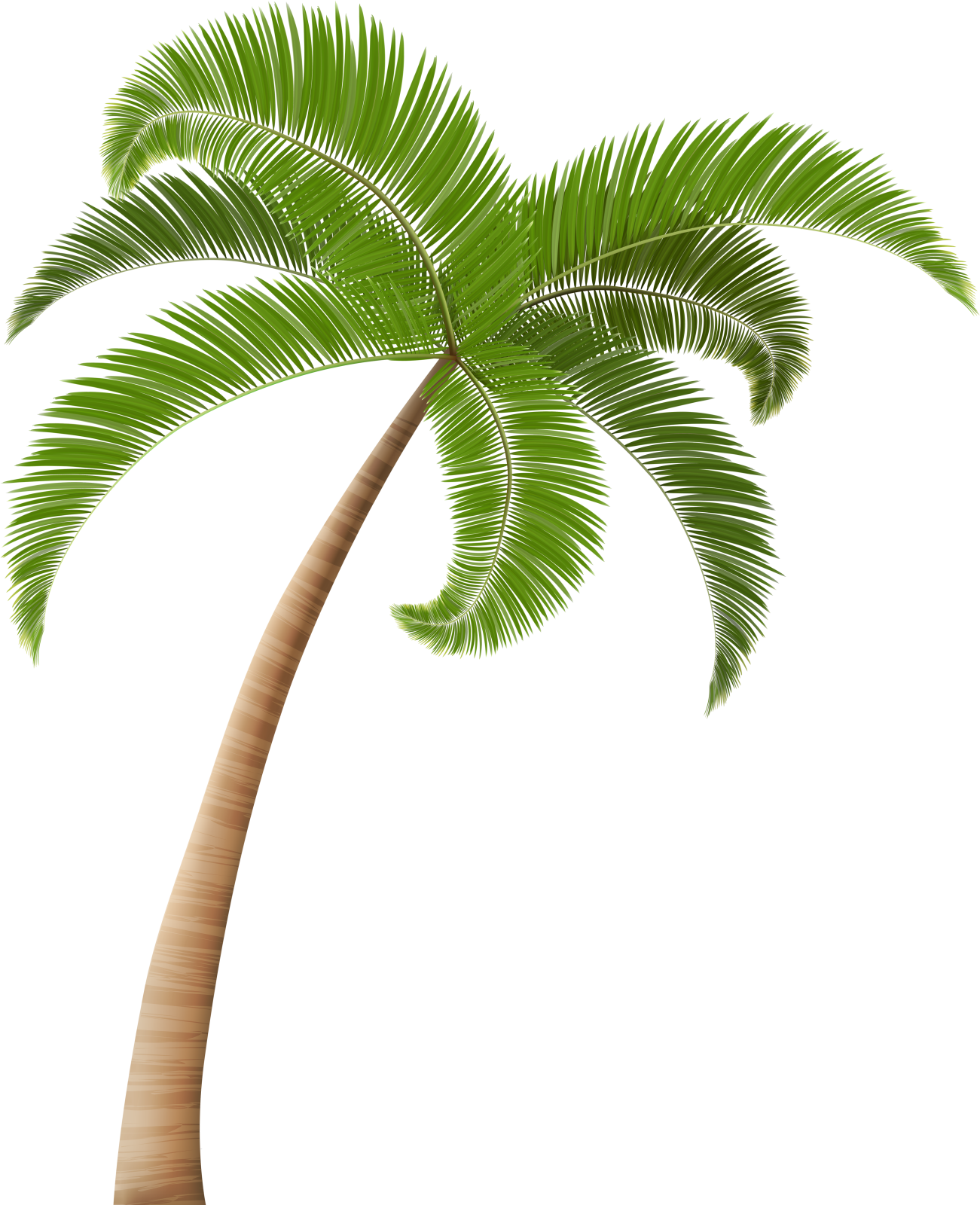 a palm tree on a white background