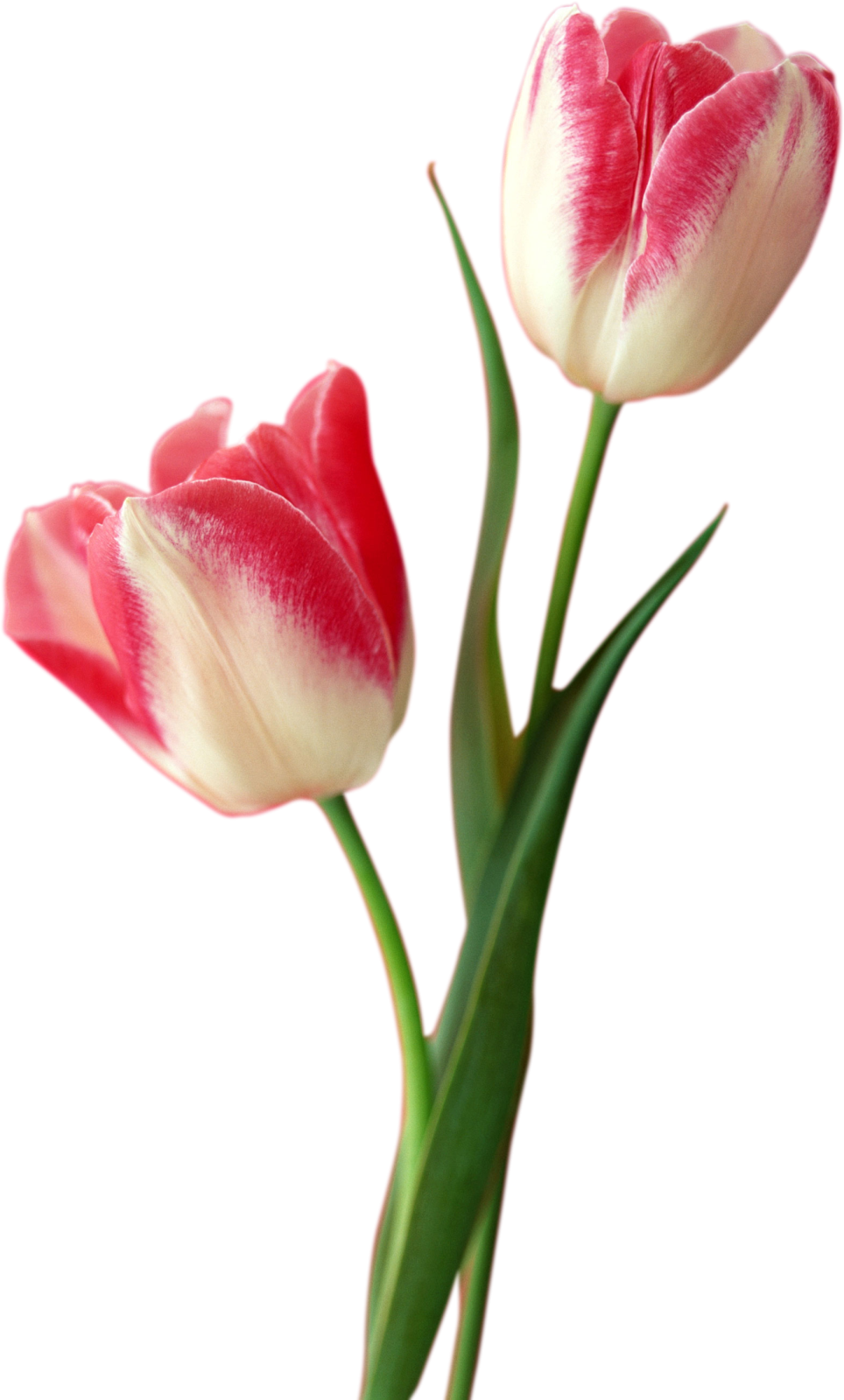 two pink and white tulips on a white background