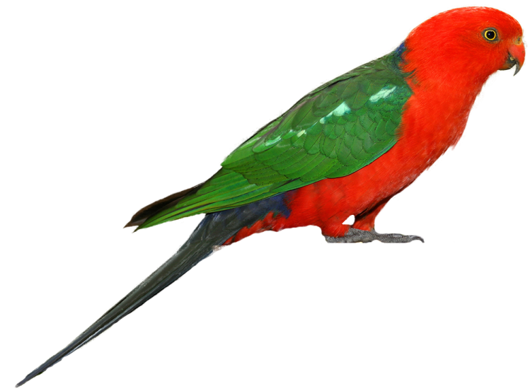 a red and green bird perched on a white background