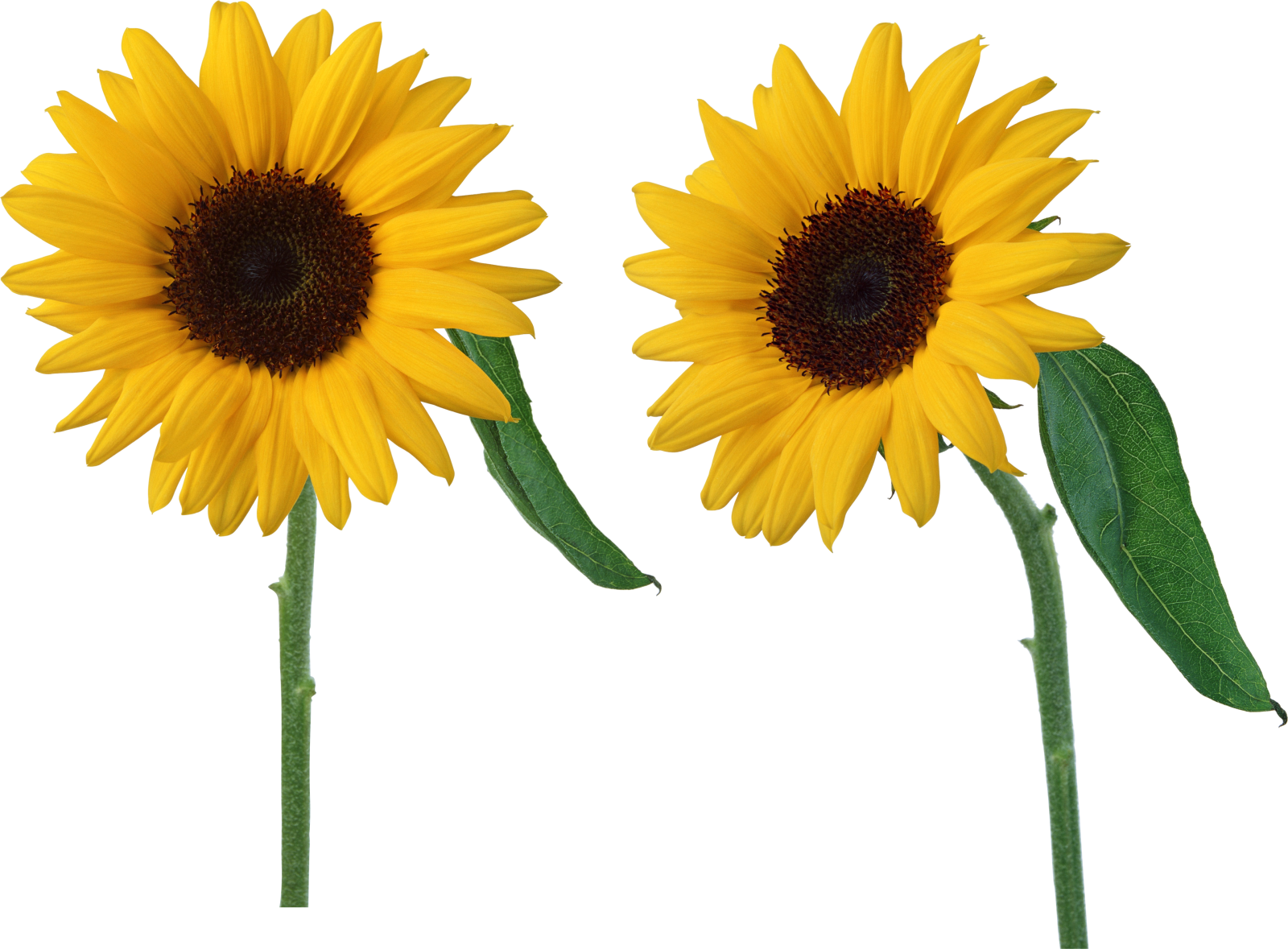 two sunflowers on a white background