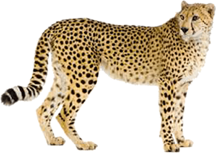 a che spotted cat