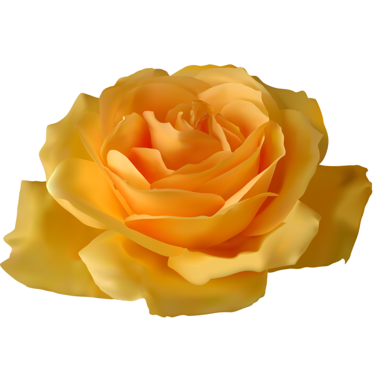 a yellow rose on a white background