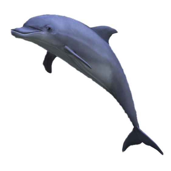 a dolphin jumping in the air
