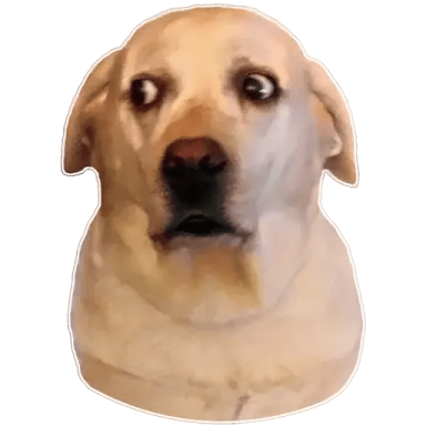 a close up of a dog's face