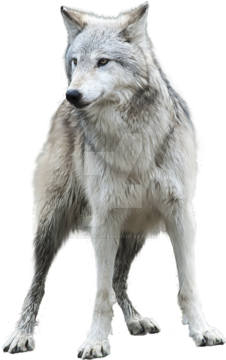 a wolf standing in front of a white background
