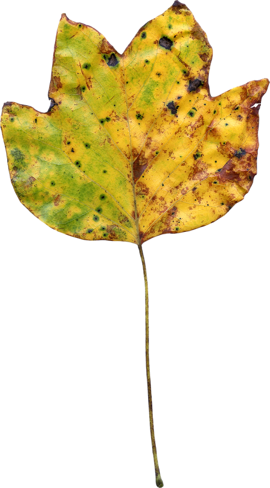 a yellow leaf on a white background
